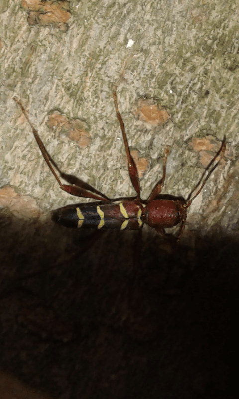 Neoclytus acuminatus (Cerambycidae)? S.